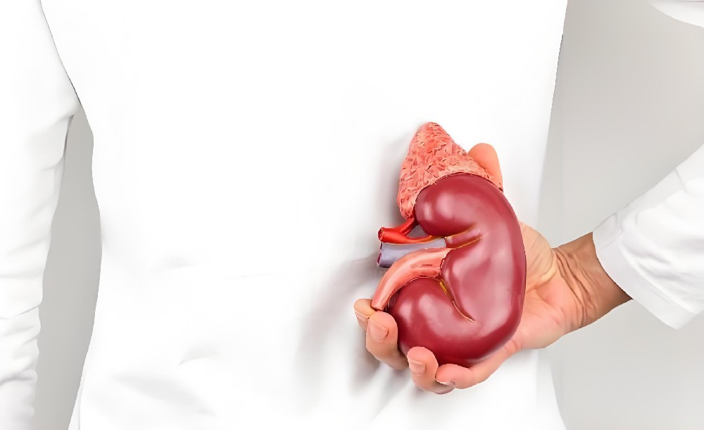 “壮阳”等于补肾吗?破除误区,解读中医“肾系统”的真正涵义