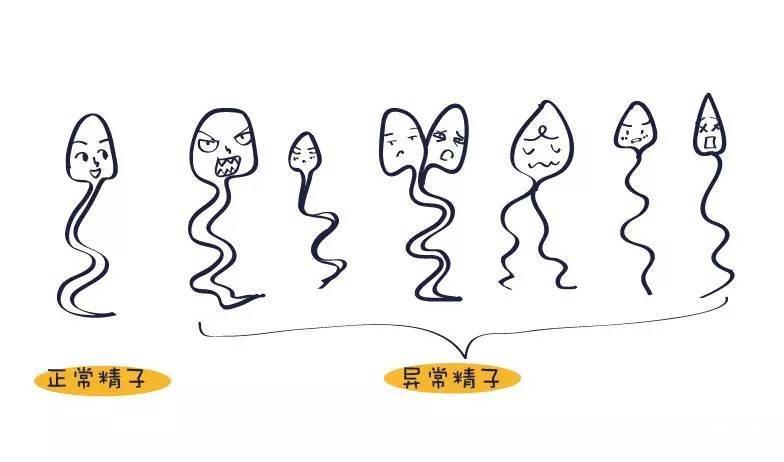 精液异常影响生育?从少弱精症探讨中医补肾与抗氧化疗法